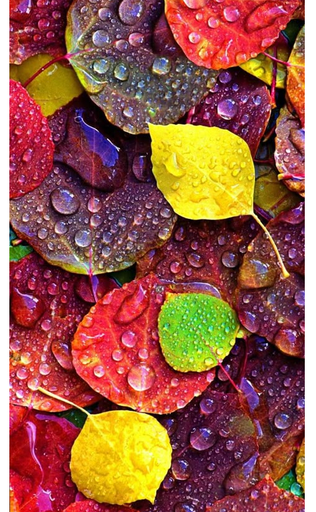 [skn141] Lensun film trasero skn141